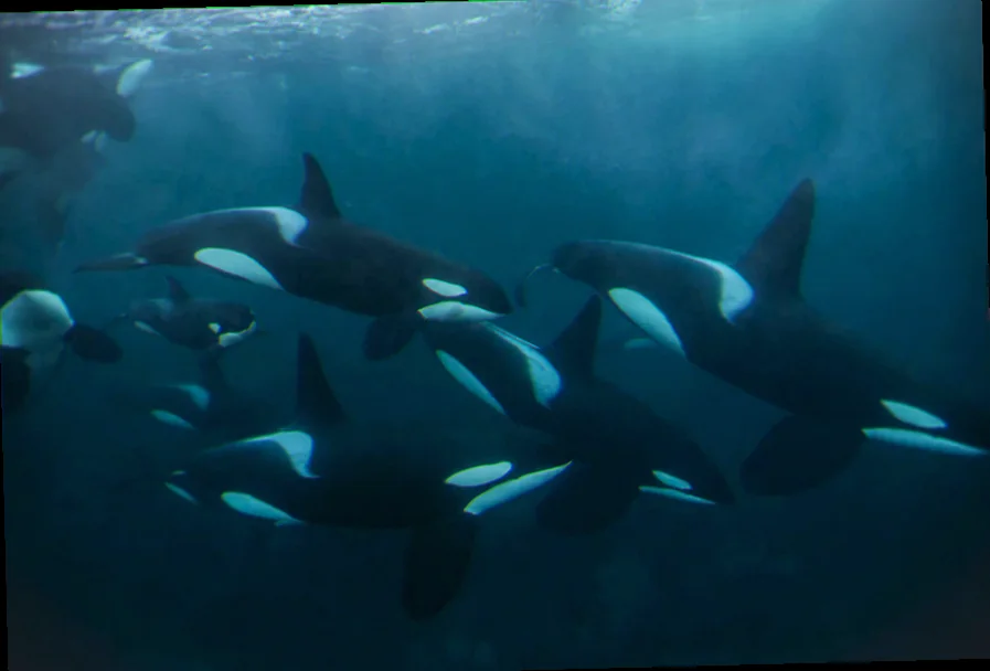 Bass strait killer whale pod identification