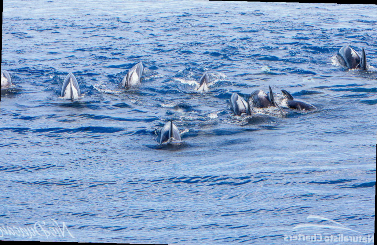 Bremer canyon killer whale pod
