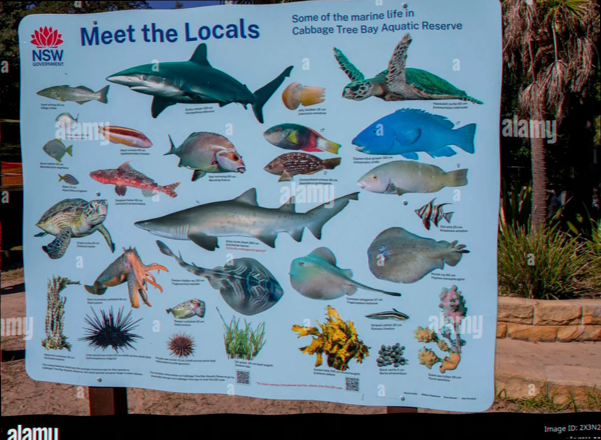 Cabbage tree bay marine life identification