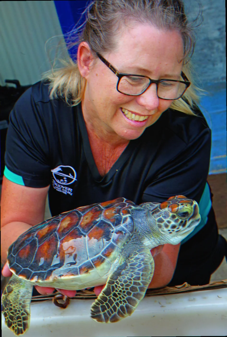 Cook island green turtle conservation efforts success