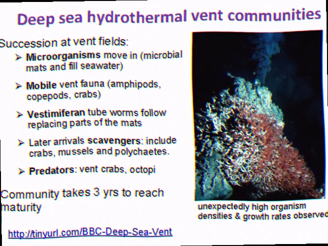 Deep sea vent communities australia