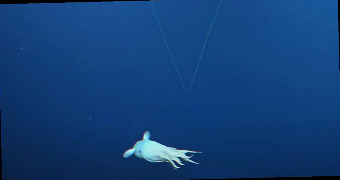 Dumbo octopus deep sea exploration australia