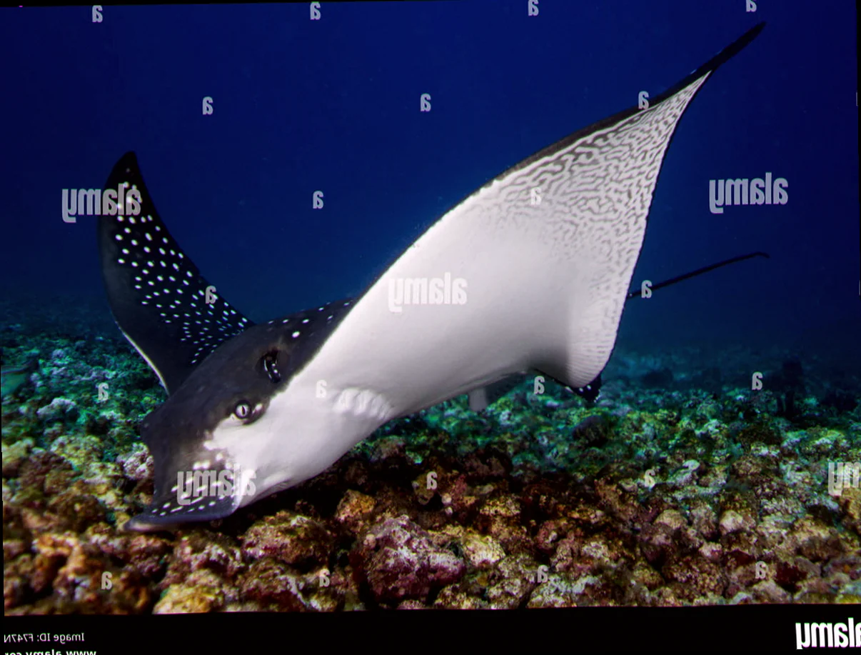 Eagle ray feeding habits arafura sea