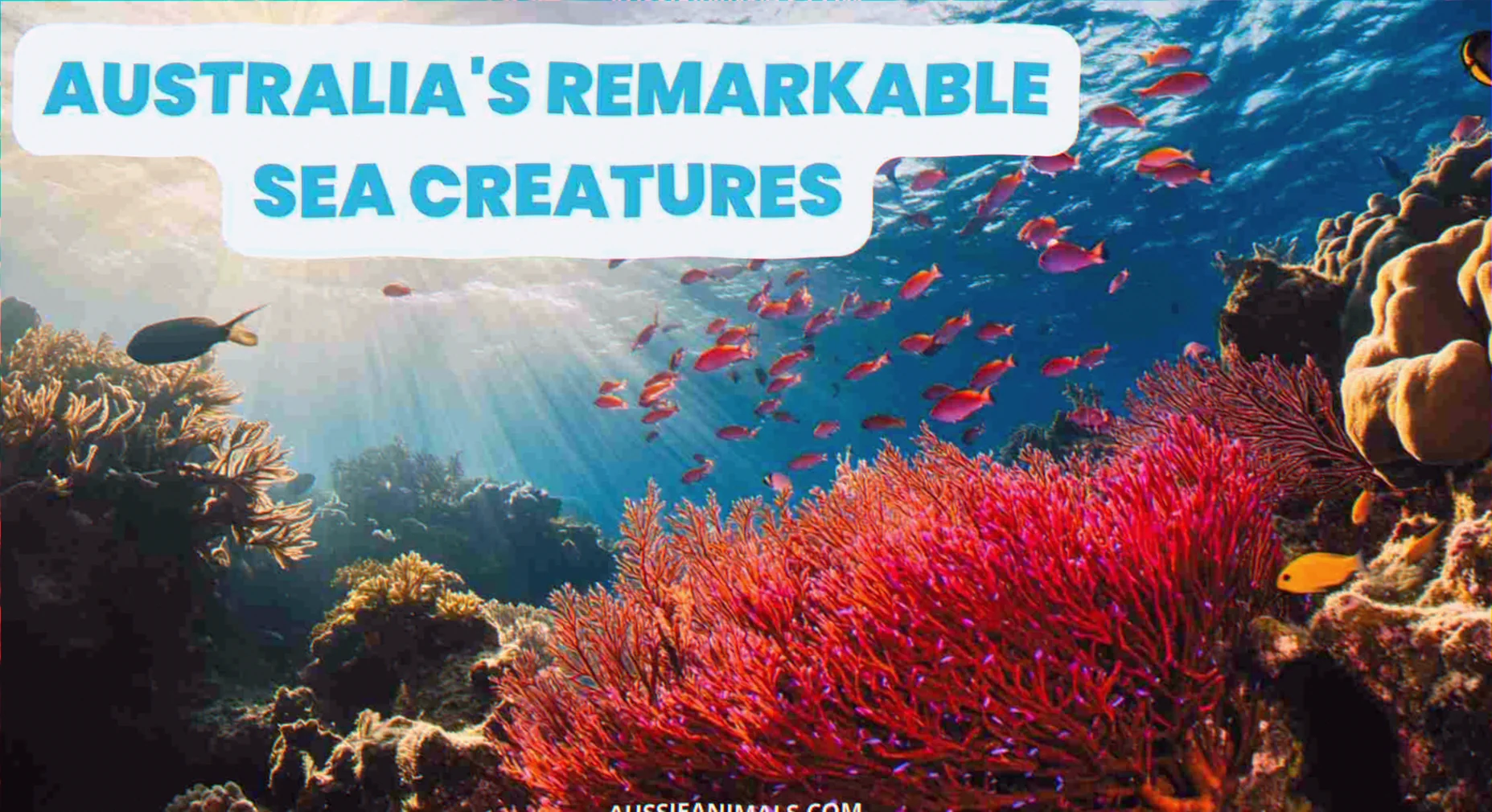 Endemic sea creatures australia