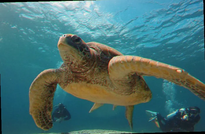 Flinders reef marine life observation