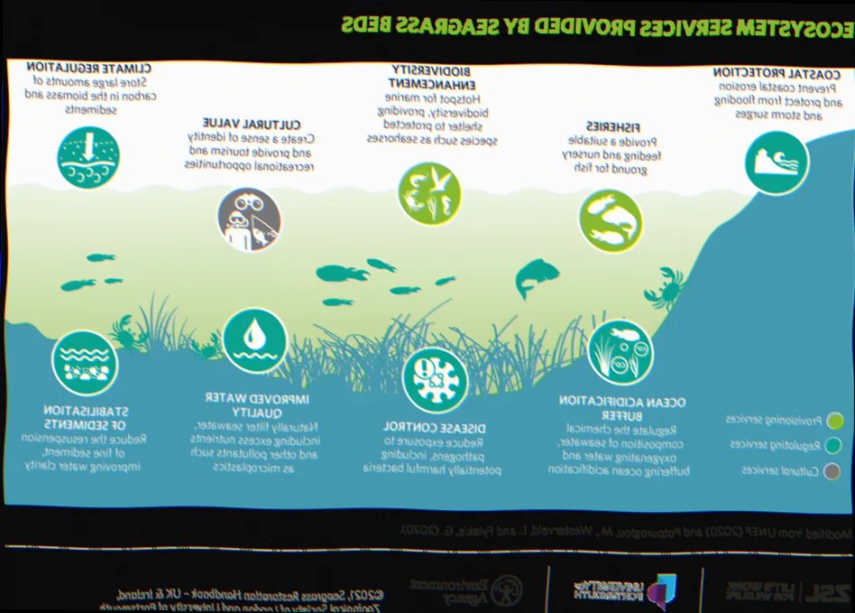 Gold coast seaway seagrass ecosystem health