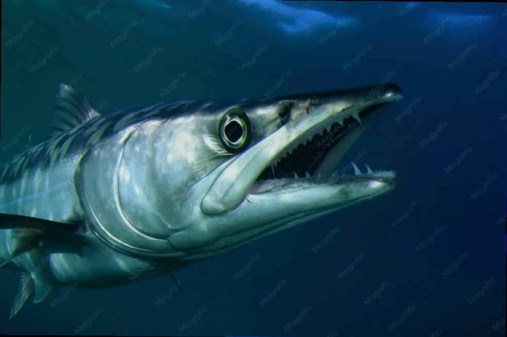 Great barracuda hunting strategies