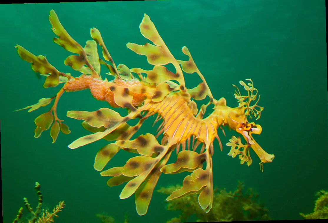 Leafy seadragon breeding behaviour rocky reefs