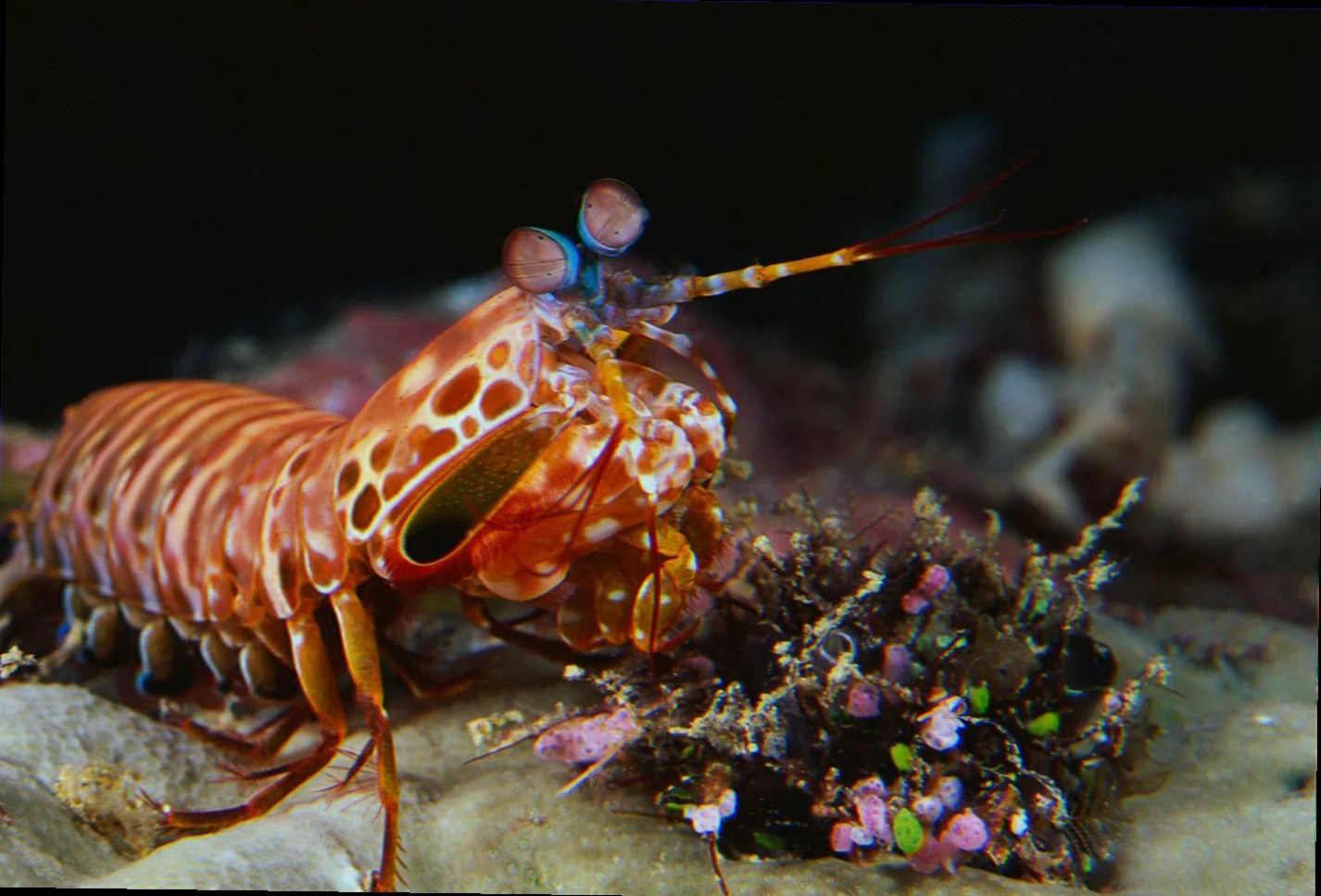 Peacock mantis shrimp feeding ecology
