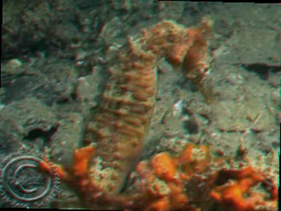 Seahorse behavior western australia