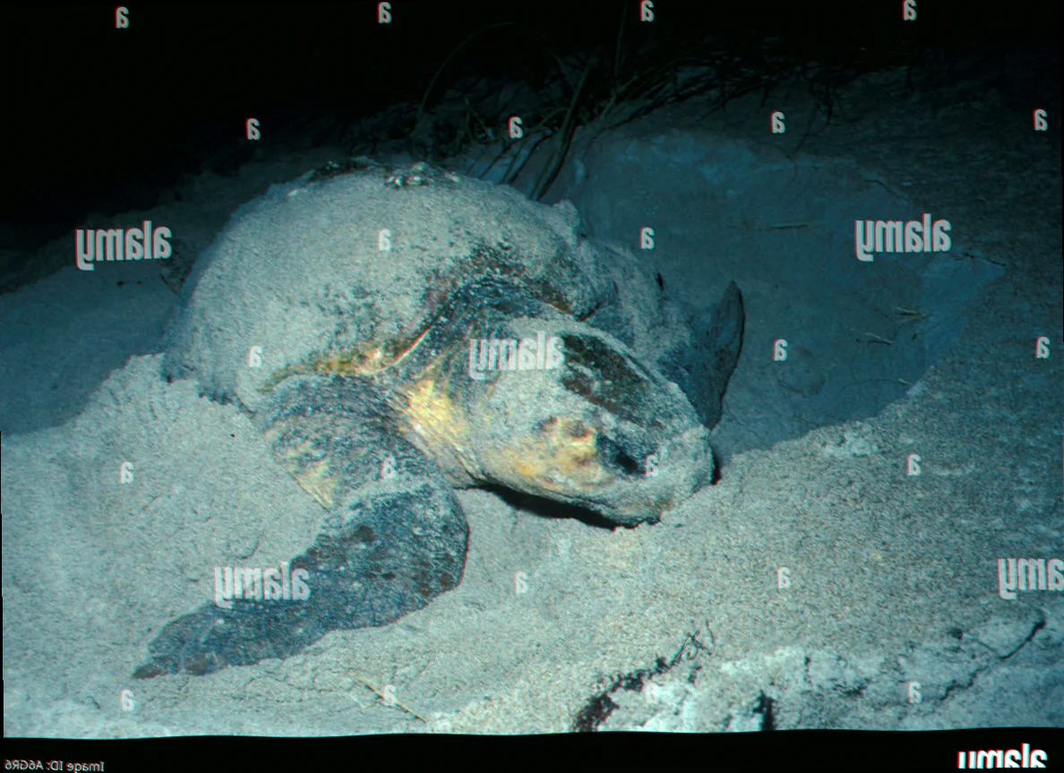 Shark bay loggerhead turtle nesting
