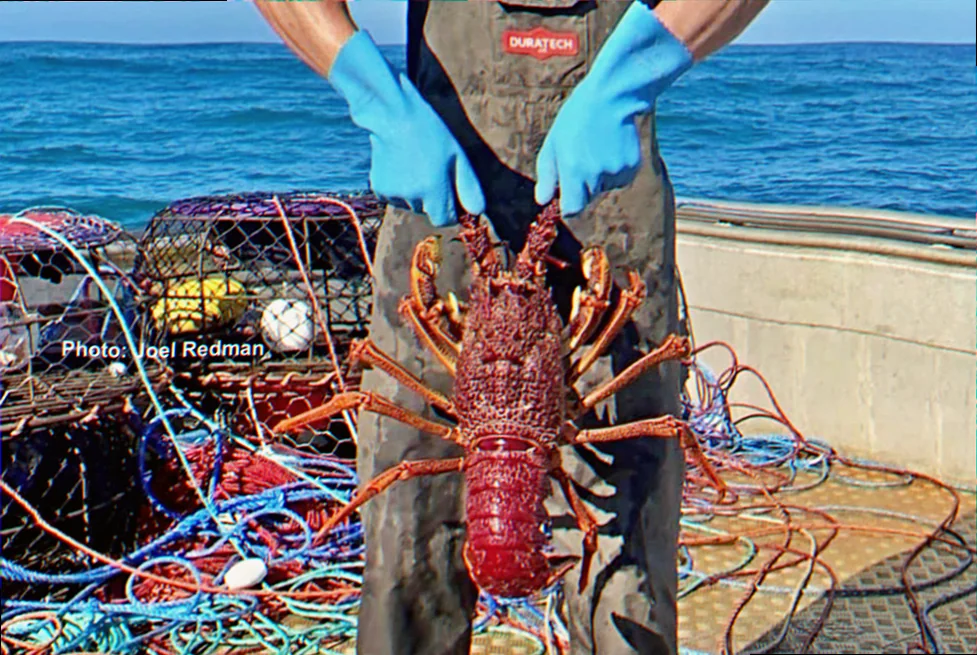 Southern rock lobster fisheries south australia