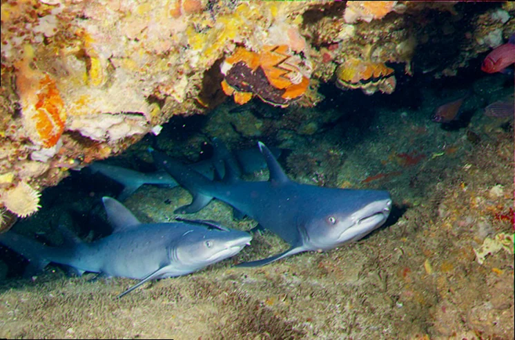Swain reefs shark habitat and ecology