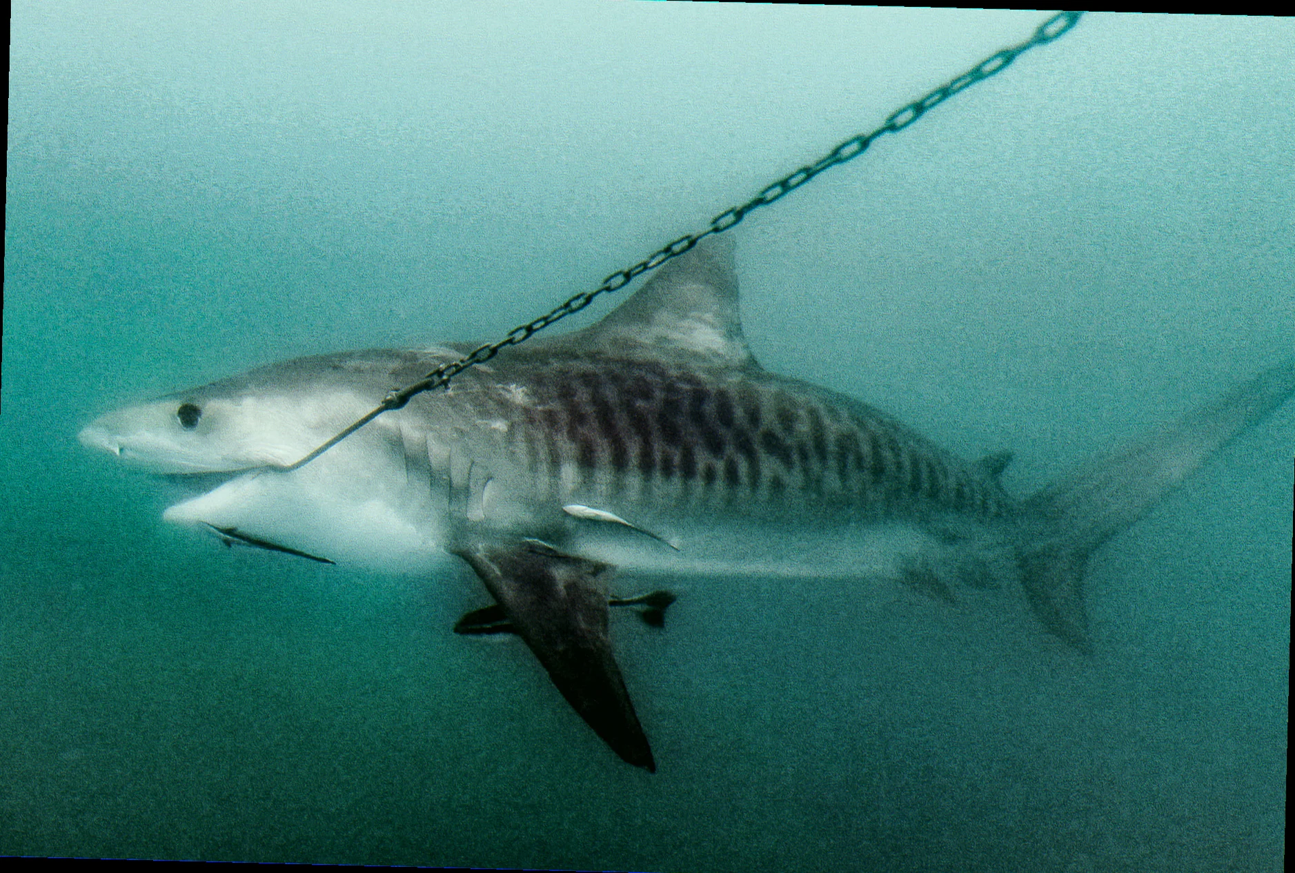 Tiger shark conservation australia