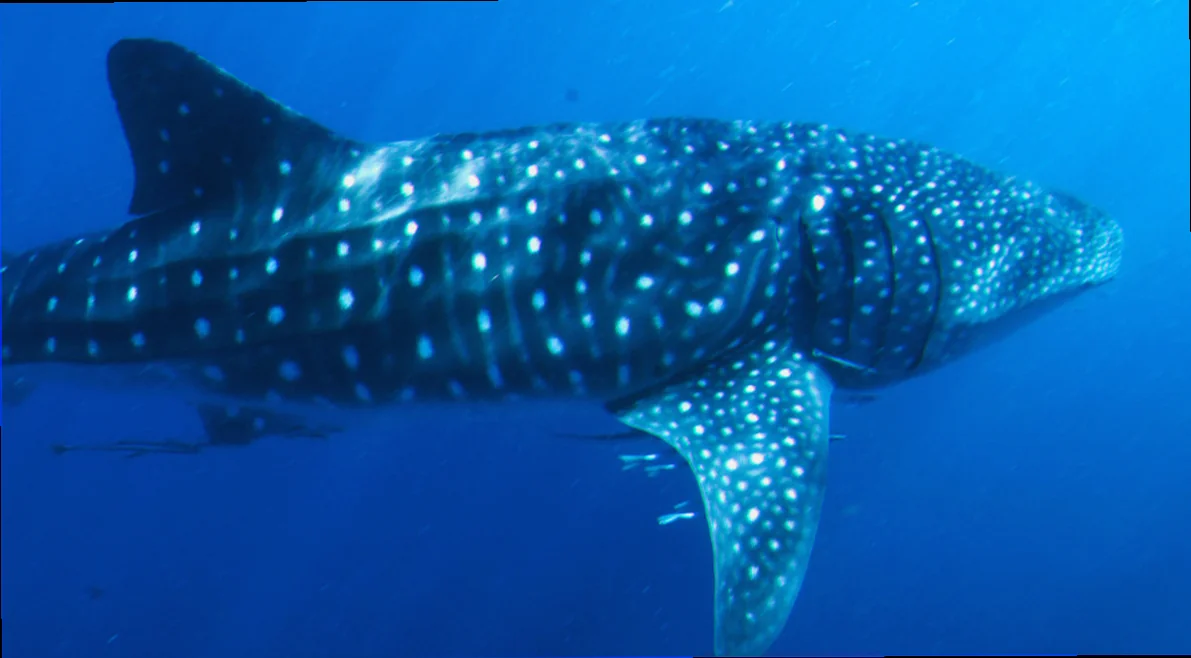Whale shark conservation efforts great barrier reef